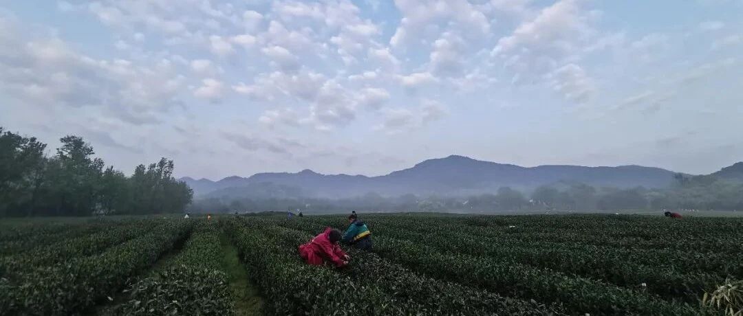 华春莹点赞杭州!外国人都被惊艳到了!杭州人：骄傲!