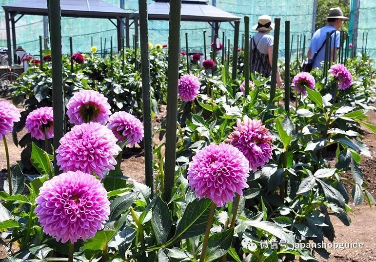 秋田 7000株大丽花美丽盛开秋天还可欣赏花满园 旅日购物趣 微信公众号文章阅读 Wemp