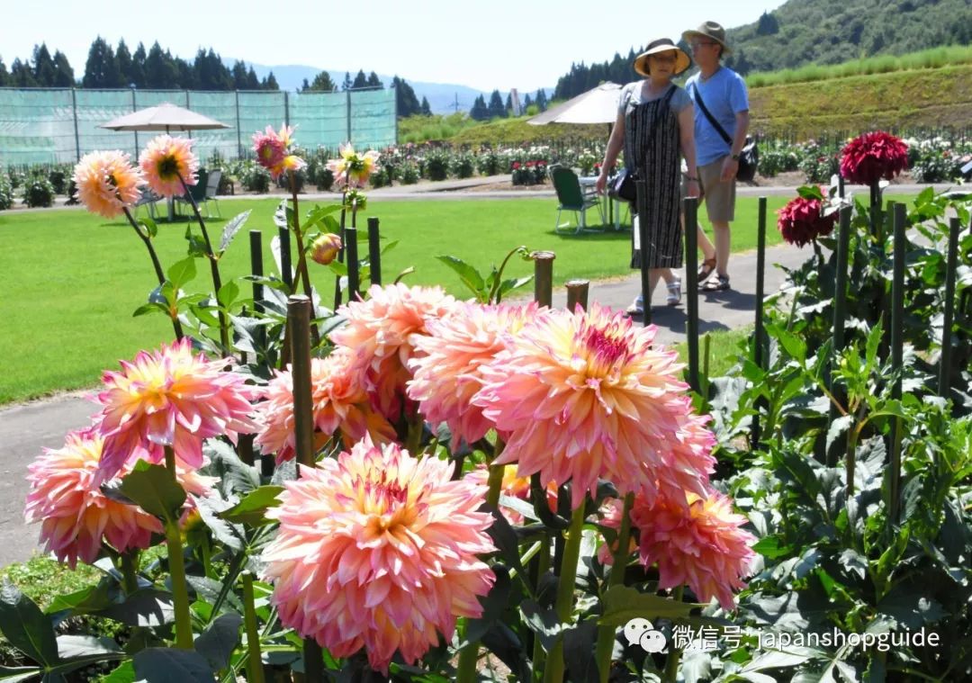 秋田 7000株大丽花美丽盛开秋天还可欣赏花满园 旅日购物趣 微信公众号文章阅读 Wemp