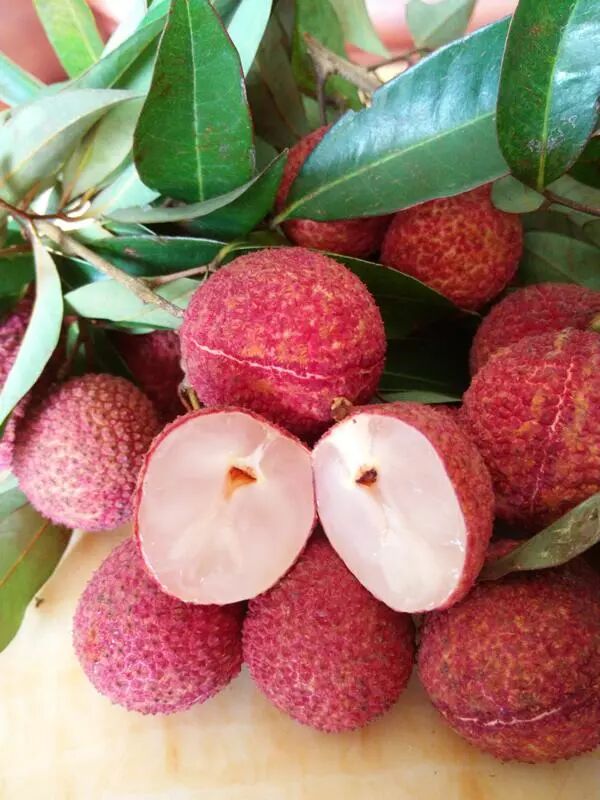 在这里选育出 我国最大果形荔枝品种蟾蜍红,紫娘喜,俗称火山荔枝王