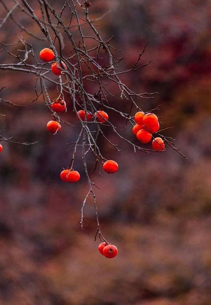 紅木家具圖片