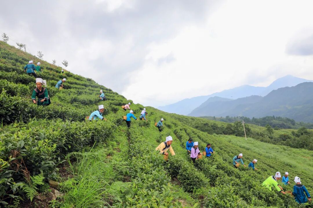 揭秘！央行系统化金融扶贫政策体系是如何建成的？(图2)
