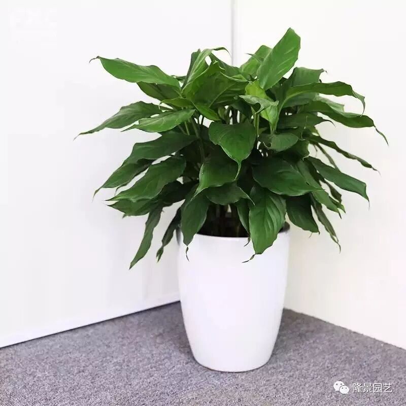 客厅的盆栽植物养护的小技巧