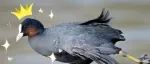 小精灵天团 | 九龙口的“南极仙翁”是也~