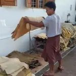 正值割胶季节，缅甸橡胶园招工难