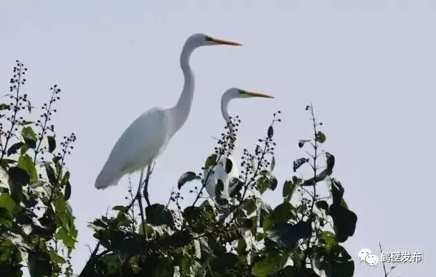 新华社发文点赞我市山城区转型发展,腾笼换鸟为老工业基地装上发展"新
