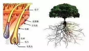 掉的头发根部有小白点包裹着，是毛囊掉下来了吗？