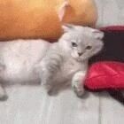 女儿和猫争被子，被老爸发现后，那眼神好可怕！