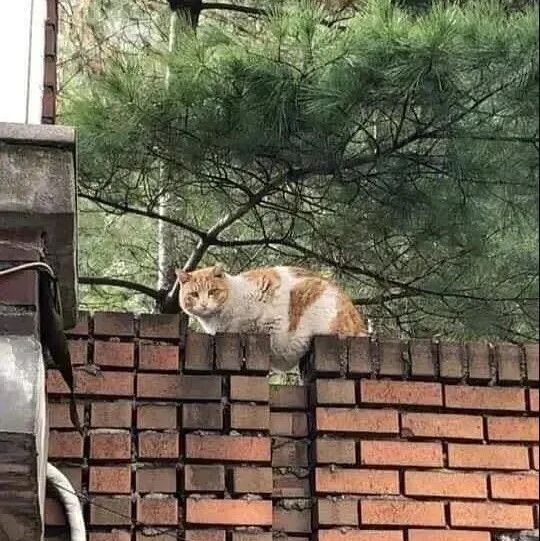 猫咪趴在墙上，却被人发现玄机，笑到肝疼哈哈哈