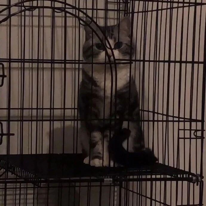 网友把猫给爸爸暂养，爸爸反馈说不吃猫粮，不吃猫粮的原因竟是……