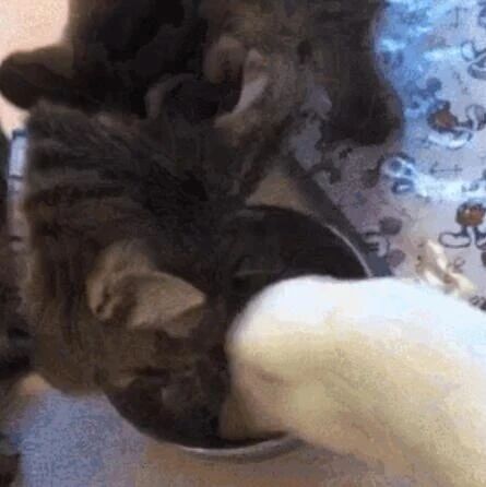 猫：这辈子没服过谁，除了大鹅？