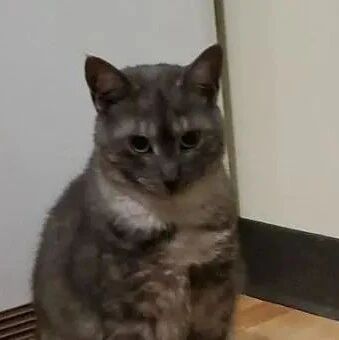 猫咪喜欢喝马桶里的水，主人自制迷你版，喝完猫咪懵了：没味道了