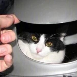 哇！我肩膀长出猫来了！