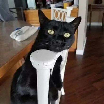网友规定家里猫咪不能上桌椅，结果......