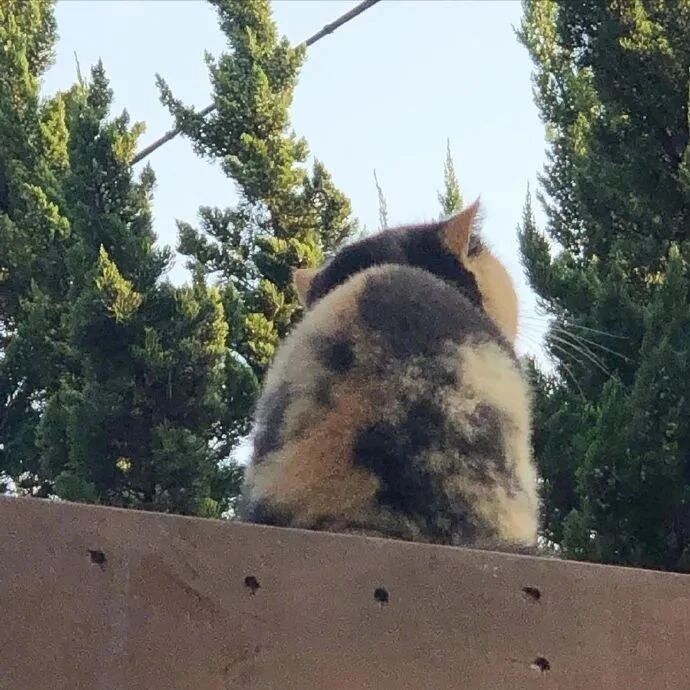 看到一只背影很圆的猫，绕到前面一看，果然很圆！