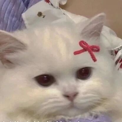 “小猫咪有什么坏心眼呢？” 那可太多了...