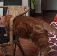 有的猫是水做的，而有的猫是水泥做的……