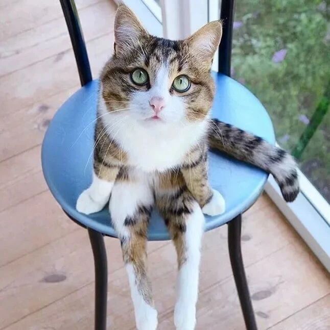 喵星人，你们这坐姿是认真的吗？