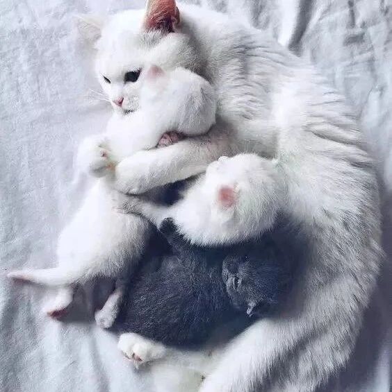 一只白猫生下三只小猫，它们在一起的画面好暖~