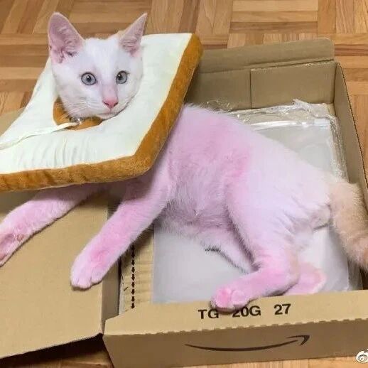 深夜跑酷、床头蹦迪，我就是这个家，最酷的崽！