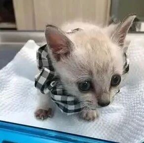 2个月萌猫熟睡，小手紧抱饭碗，饲主：简直就是吃货