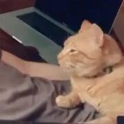 邻居养了只橘猫，结果它好像把我当成了主人？？