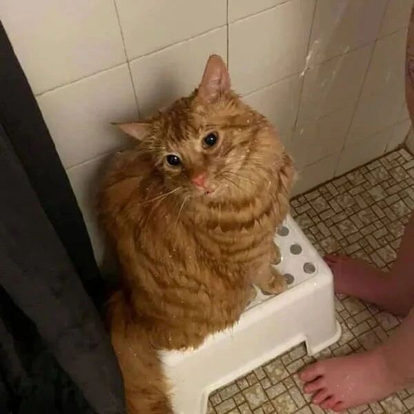 每次洗澡猫就会站在椅子上陪着，这次忘记把椅子搬到浴帘外后