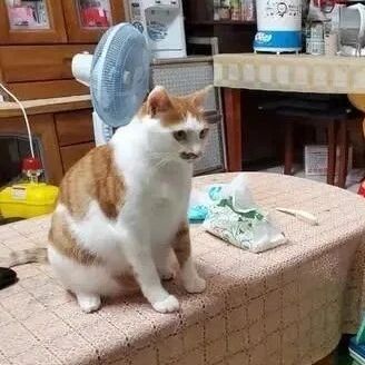 别动喔！1岁萌妹提笔画主子肖像，结果出炉照令人笑喷：没画瘦一点