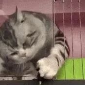 没想到我居然被一只猫油腻到了