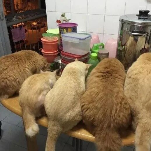 猫妈生了3只小猫，现在都长大了，但体型居然是猫妈的3倍！