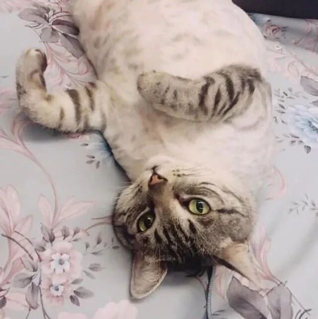 房间突然传来砰的一声，主人赶紧去查看情况，看到这一幕哭笑不得