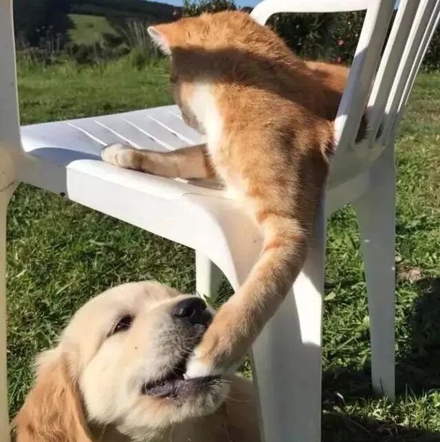 小金毛偷偷咬住猫爪子，本以为会挨打...这口糖也太甜了！