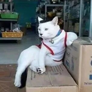 路过一家店，看到这店猫坐在门口好霸气，特别是那发型！