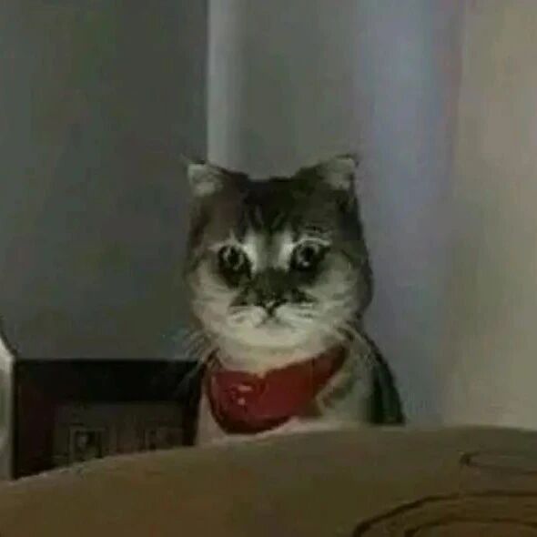 很方！我怀疑我的猫想趁夜晚干掉我！怎么办？