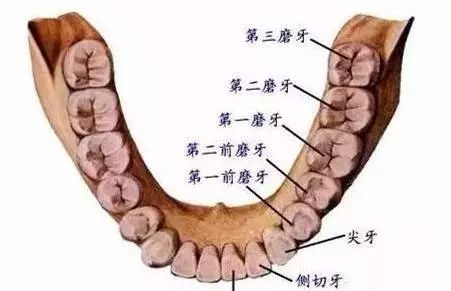 牙位的,也就是說將全口牙齒分為3類:前牙,前磨牙(雙尖牙)和磨牙這三類