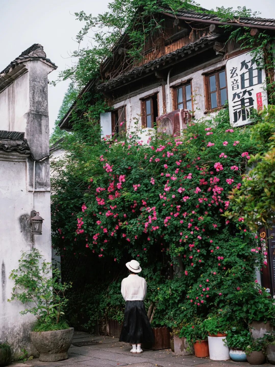 小河直街蔷薇花墙