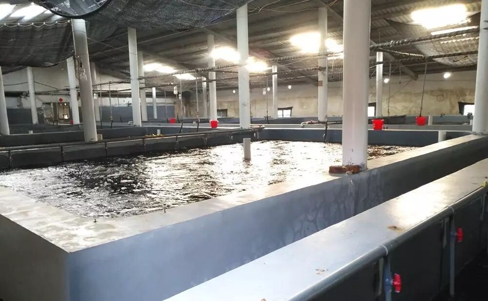 积沙成塔!看看这家虾苗新品牌是如何在福建市场"圈粉"的