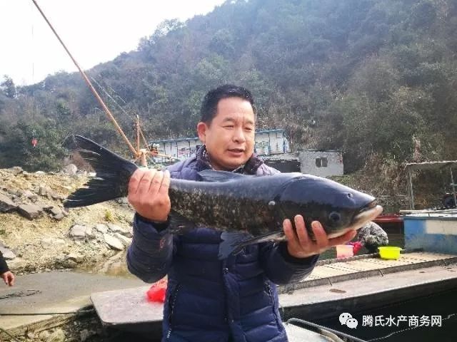 別人忙著把魚養肥，他卻努力給魚「瘦身」！價格翻倍不止，還火遍了上海廣州等地... 運動 第3張