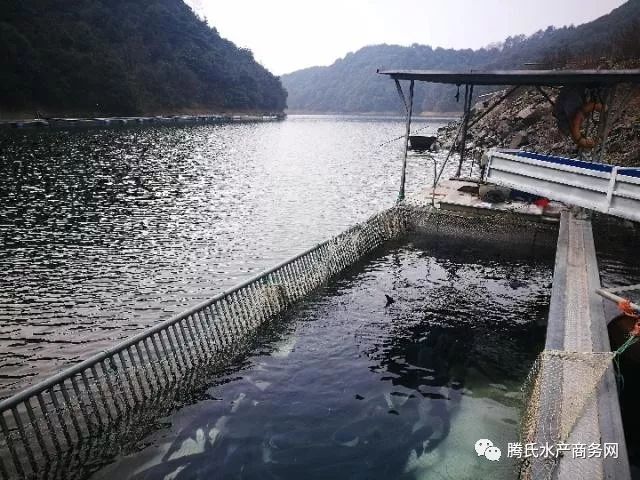 別人忙著把魚養肥，他卻努力給魚「瘦身」！價格翻倍不止，還火遍了上海廣州等地... 運動 第4張