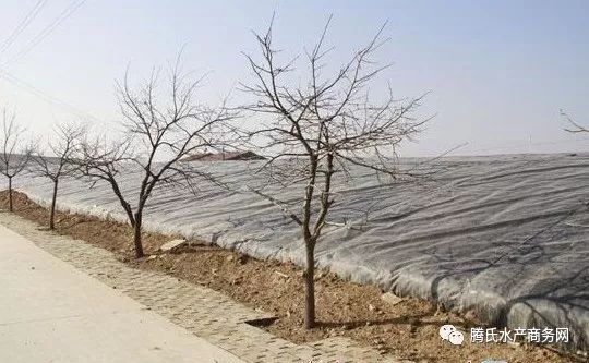 甲鱼致富经_致富经甲鱼养殖技术视频_致富经甲鱼