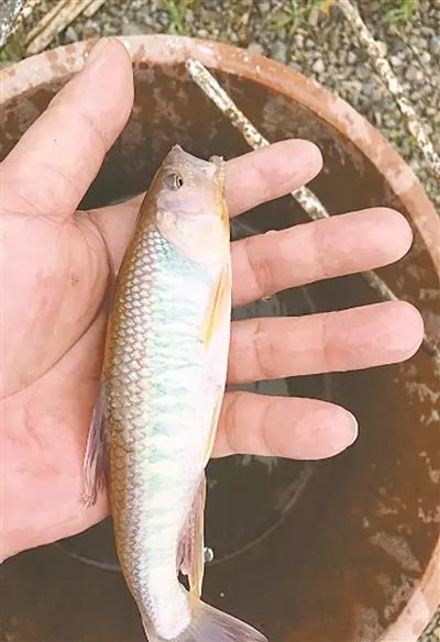 溪坑馬口魚池塘馴養成功!