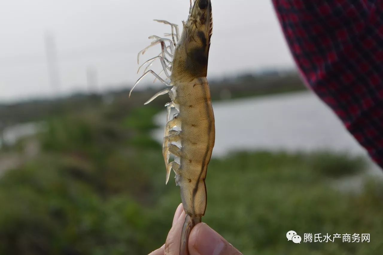 金老闆養殖的南美白對蝦