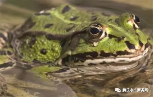 环保养蛙 可年产10万斤黑斑蛙 化工老板成 养蛙专家