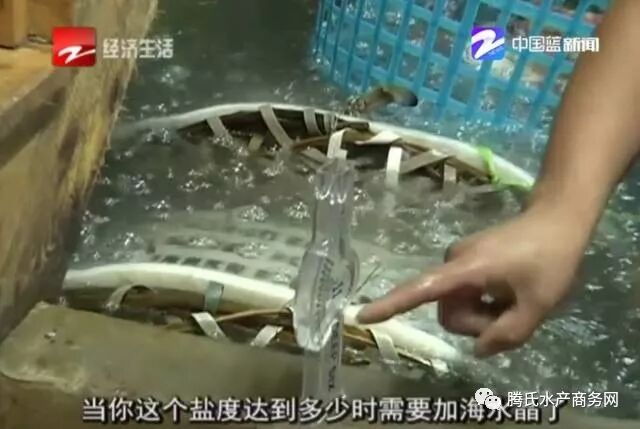 海水晶 养的海鲜 到底安不安全 这里告诉你