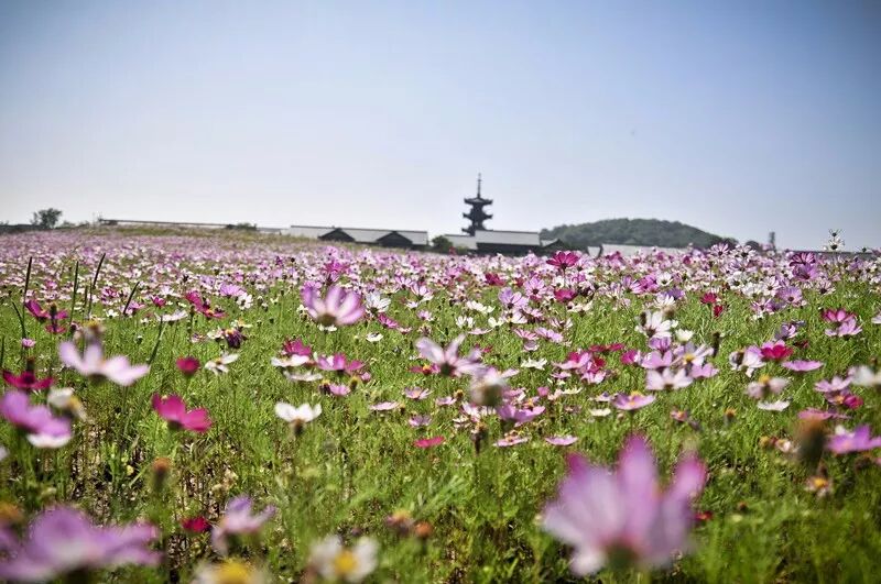 最新动态 无锡 马山 太湖国家旅游度假区