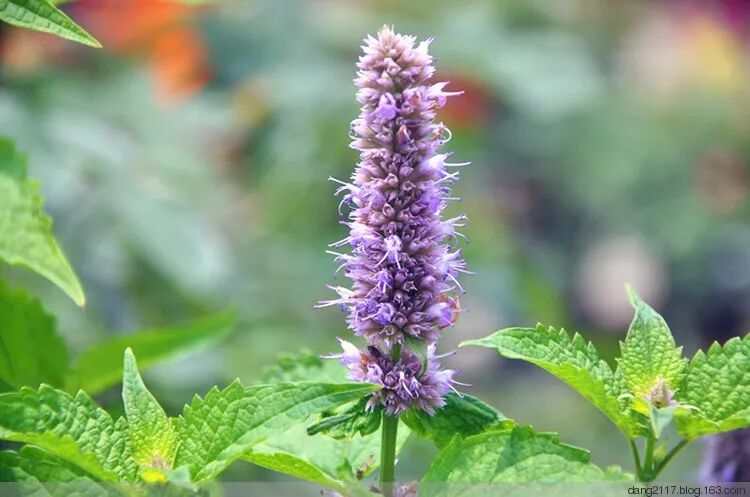 垣鑫广藿香精油