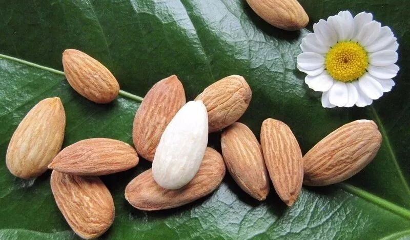 YS甜杏仁油植物油