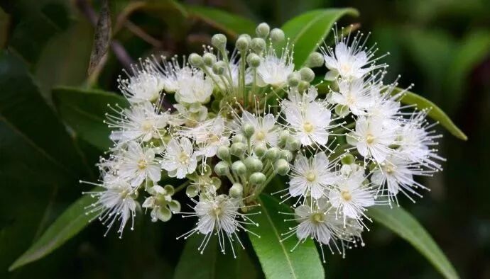 垣鑫桃金娘油香柠檬桃木精油