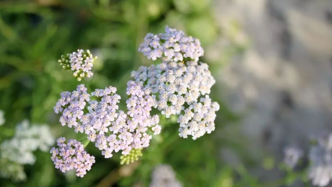 YS开云网页版在线登录网站
欧蓍草批发