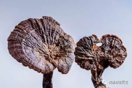 灵芝|能消除肝炎吗?